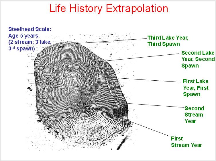 Life History Extrapolation